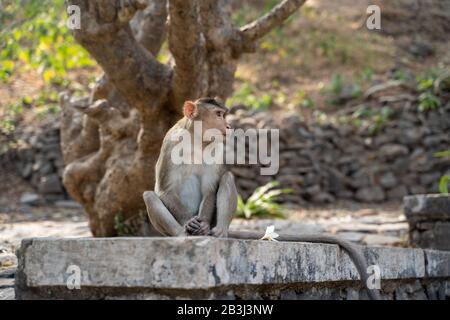 Un singe est assis sur une corniche qui s'étend sur le côté. Prise À L'Île Des Grottes D'Elephanta À Mumbai, En Inde Banque D'Images