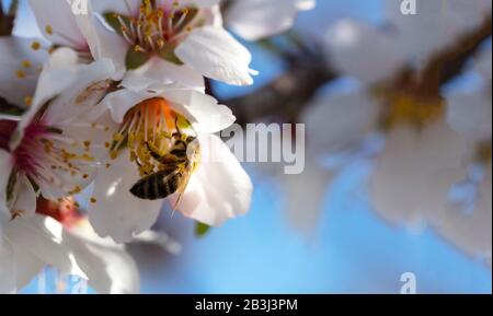 Printemps. Abeille de miel qui rassemble du pollen des fleurs d'amandiers, fond bleu ciel, espace de copie Banque D'Images