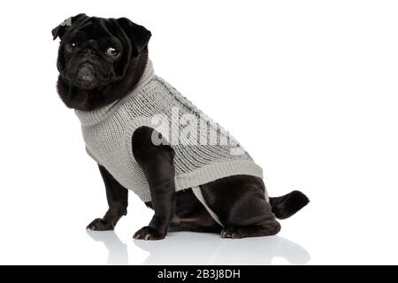 Une bouffée noire effrayée sur le côté et portant un pull gris sur fond de studio blanc Banque D'Images