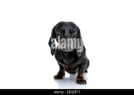 Chien chiot Tickel assis avec fourrure noire regardant devant les yeux sur fond blanc studio Banque D'Images