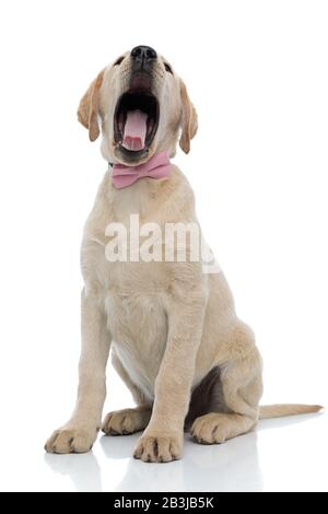 le chiot qui porte un noeud papillon rose, qui s'éblâme le petit labrador, ressemble à un hurlement sur fond blanc Banque D'Images