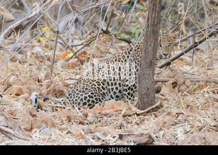 Léopard au parc national de Panna dans le Madhya Pradesh en Inde Banque D'Images