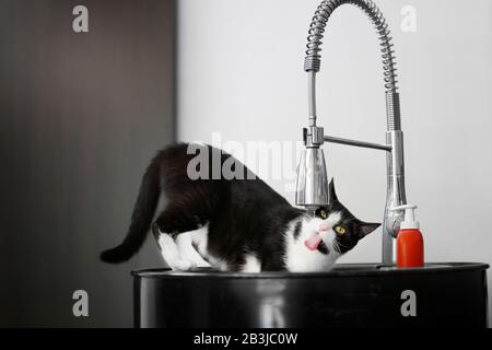 L'eau potable de chat noir et blanc du robinet de l'évier de cuisine Banque D'Images