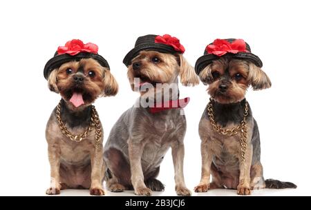 adorable famille de trois yorkshire terriers panting, à l'écart de la langue, regardant à côté, assis isolé sur fond blanc, plein corps Banque D'Images