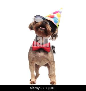 Joyeux Anniversaire Yorkshire Terrier Wearing Hat Photo Stock Alamy