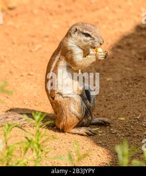 chipmunk manger des légumes sur le sol dans le zoo Banque D'Images