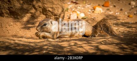 chipmunk posé sur le sol manger des noix dans le zoo Banque D'Images