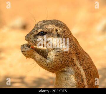 chipmunk portrait manger une carotte dans le zoo Banque D'Images