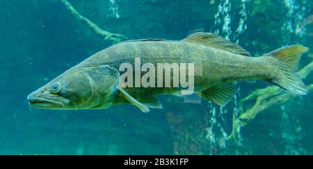 grand poisson nageant dans l'aquarium dans le zoo Banque D'Images
