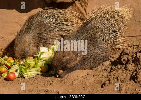deux porcupins mangeant des légumes dans le zoo pilsen Banque D'Images