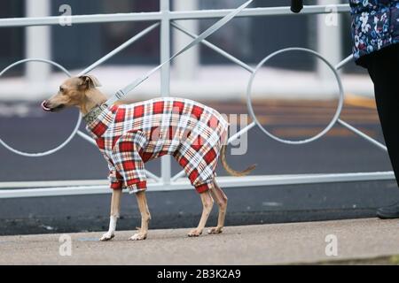 Birmingham, Royaume-Uni. 5 mars 2020. NEC Birmingham, Royaume-Uni. Les chiens et leurs propriétaires descendent au spectacle NEC Crufts 2020 pour les catégories Day One - Utility et Toy. Crédit: Peter Loppeman/Alay Live News Banque D'Images