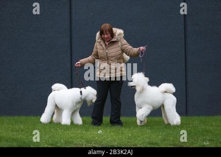 Birmingham, Royaume-Uni. 5 mars 2020. NEC Birmingham, Royaume-Uni. Les chiens et leurs propriétaires descendent au spectacle NEC Crufts 2020 pour les catégories Day One - Utility et Toy. Crédit: Peter Loppeman/Alay Live News Banque D'Images