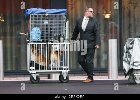 Birmingham, Royaume-Uni. 5 mars 2020. NEC Birmingham, Royaume-Uni. Les chiens et leurs propriétaires descendent au spectacle NEC Crufts 2020 pour les catégories Day One - Utility et Toy. Crédit: Peter Loppeman/Alay Live News Banque D'Images