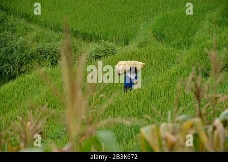 Arbeit, Reisterrasse, Tha Pin, Vietnam Banque D'Images