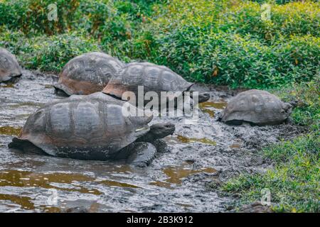 Galapagos Tortue Géante Sur L'Île De Santa Cruz Dans Les Îles Galapagos. Groupe de nombreuses tortues Galapagos refroidissement de dans le trou d'eau. Des animaux étonnants, la nature et la faune de Galapagos. Banque D'Images