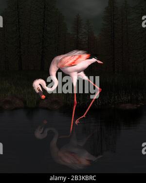 Flamango rose isolé dans une forêt sombre Banque D'Images