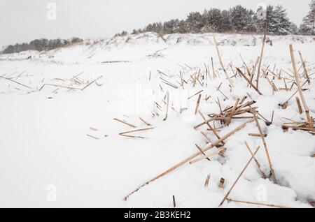 Paysage d'hiver avec reed côtières sèches en blanc neige, parc naturel de fond photo Banque D'Images
