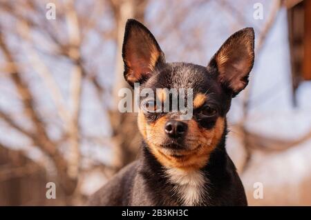 Le chien d'animal de compagnie marche dans la rue. Chien Chihuahua pour une promenade. Chihuahua noir, marron et blanc. Banque D'Images