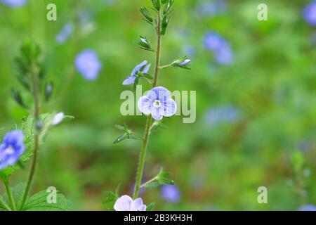 Myosotis gros plan sur fond vert flou. Herbes fleuries dans un pré sauvage de printemps. Forget-me-not Myosotis scorpioides est en pleine floraison. Banque D'Images