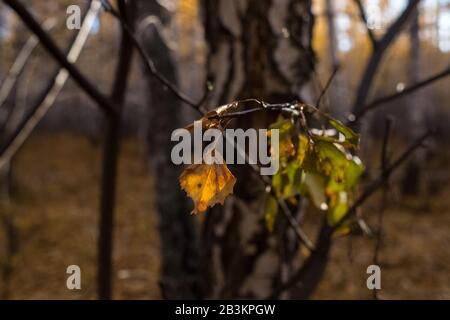 Feuilles sur une branche d'un buisson. Automne dans la forêt russe. Atténuation de la nature Banque D'Images