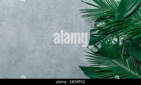 Les feuilles de palmier sur fond noir en gris. Vue de dessus les feuilles tropicales ou mise à plat. L'espace pour copier du texte ou dessin. Bannière horizontale. Congé de palmiers tropicaux, jungle laisser modèle floral background Banque D'Images