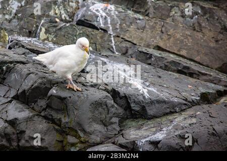 Sheathbill enneigé (Chionis alba ou Chionis albus). Cet oiseau trapu est un charognard. Il vole la nourriture des autres oiseaux et prendra aussi des œufs, petits chic Banque D'Images