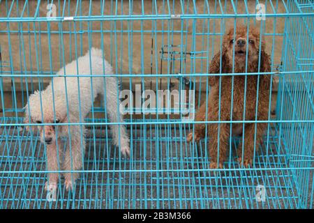 Les Hunde, Kaefig, Ho Chi Minh City, Viêt Nam Banque D'Images