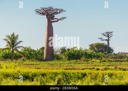 Champ vert avec arbres baobab - Madagascar Banque D'Images