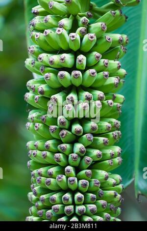 Plantes au gingembre, jardins botaniques de Singapour Banque D'Images