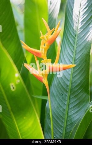 Jardin du gingembre, jardins botaniques de Singapour Banque D'Images