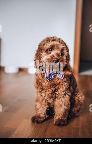 Chiot Cockapoo rouge masculin de 5 mois, qui est une race croisée de 1 à 5 ans entre un spaniel de cocker et un caniche, assis au sol Banque D'Images