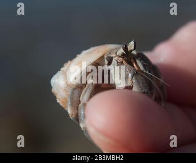 C'est un gros plan du crabe Hermit (océan Indien, Sri Lanka). La femme garde la cruelle dans sa main. Banque D'Images