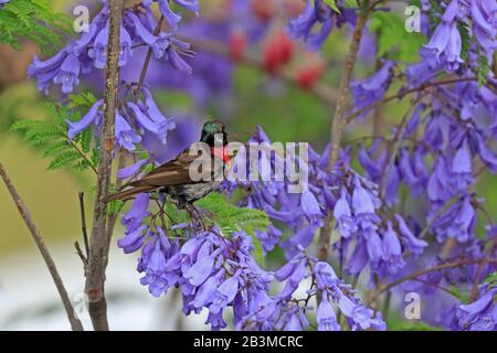 Le mâle Scarlet A Chationné le Sunbird dans un arbre de Jacaranda fleuri à Lalibela Ethiopie Banque D'Images