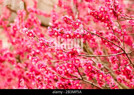 Prunus mume Beni-Chidori, bub à fleurs d'abricot japonais en pleine floraison Banque D'Images