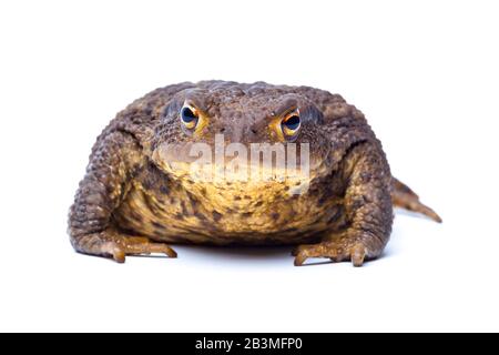 Toad Commun Européen, Bufo Bufo Banque D'Images