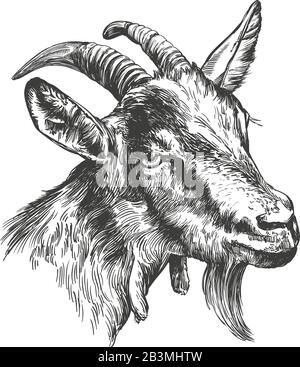 Bouc hand drawn vector illustration croquis réalistes. Illustration de Vecteur