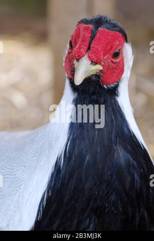 Portrait d'un faisan d'argent, une partie de l'animal devant. Banque D'Images