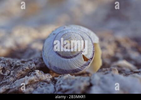 escargot blanc sur le sol dans la nature Banque D'Images