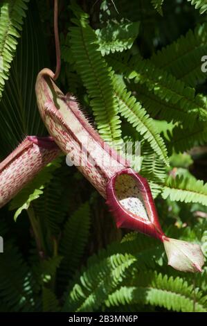 C'est une plante pichet ou des tasses de singe (Nepenthes sp.) de la jungle tropicale. Les népenthes sont souvent cultivés dans des serres. Banque D'Images