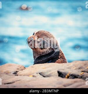 Une faible profondeur de champ d'un jeune phoque à fourrure du cap regardant sur son épaule à la caméra le soleil reflète hors de la mer de mise au point derrière Banque D'Images