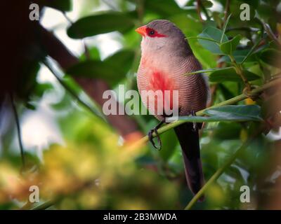 Une cire commune perche sur une branche son plumage rouge vif rose et beak contraste avec le feuillage vert, regardant la caméra avec un oeil Banque D'Images