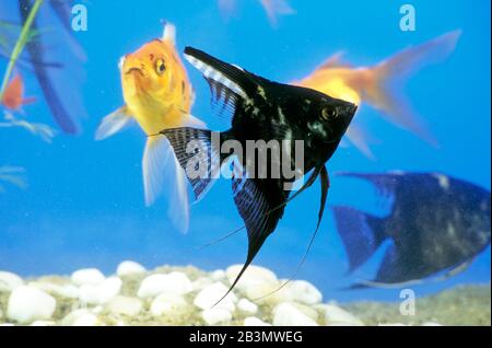 Poissons d'or et poissons noirs dans aquarium, Inde, Asie Banque D'Images