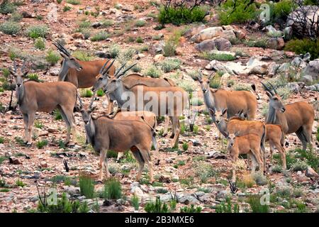 Un troupeau de terres sauvages avec de jeunes veaux sur un broussailles couvert de montagne du désert, certains animaux regardant vers la caméra Banque D'Images