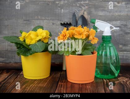Pots de fleurs vives avec des roses à l'air, des outils de jardin et un pistolet contre un mur gris. Banque D'Images