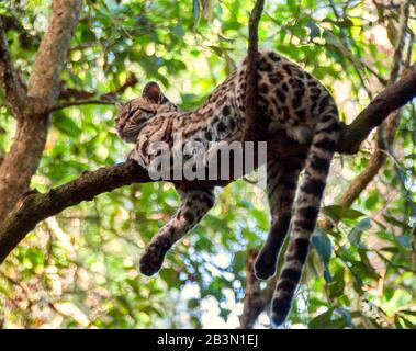 Un ocelot repose sur une branche d'un arbre dans une jungle centrale américaine deux pattes et sa queue pendre pour l'équilibre il regarde hors de la caméra à gauche Banque D'Images