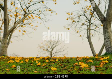 Coclopermum regium ou des fleurs de coton jaune tombent sur le sol de ses arbres. Banque D'Images