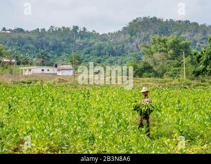 L'Homme Récolte Des Feuilles De Tabac, La Vallée De Vinales, Site Classé Au Patrimoine Mondial De L'Unesco, La Province De Pinar Del Rio, Cuba, Les Antilles, Les Caraïbes, L'Amérique Centrale Banque D'Images