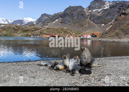 Harem de phoque à fourrure de l'Antarctique (Arctocephalus gazella) à l'ancienne station de chasse à la baleine de Grytviken, île de Géorgie du Sud, régions polaires Banque D'Images