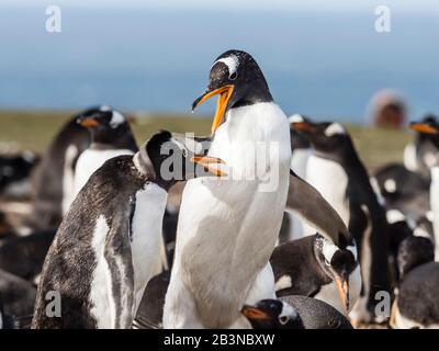 Les pingouins Gentoo (Pygoscelis papouasie) se queraient les uns avec les autres sur le site de Nest sur la Nouvelle-île, les îles Falkland, en Amérique du Sud Banque D'Images