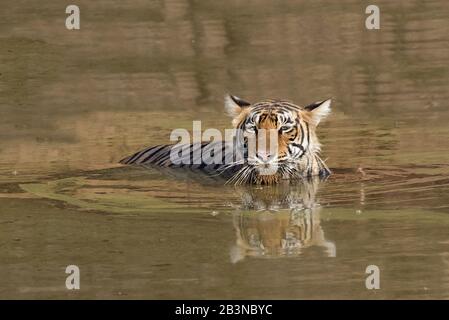 Tigre du Bengale (Panthera tigris tigris) rafraîchissant dans l'eau, parc national de Ranthambhore, Rajasthan, Inde, Asie Banque D'Images